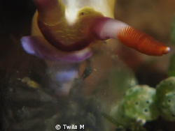 Canon Ixus 980 w/macro lens
Eating
Lembeh Strait
 by Twila M 
